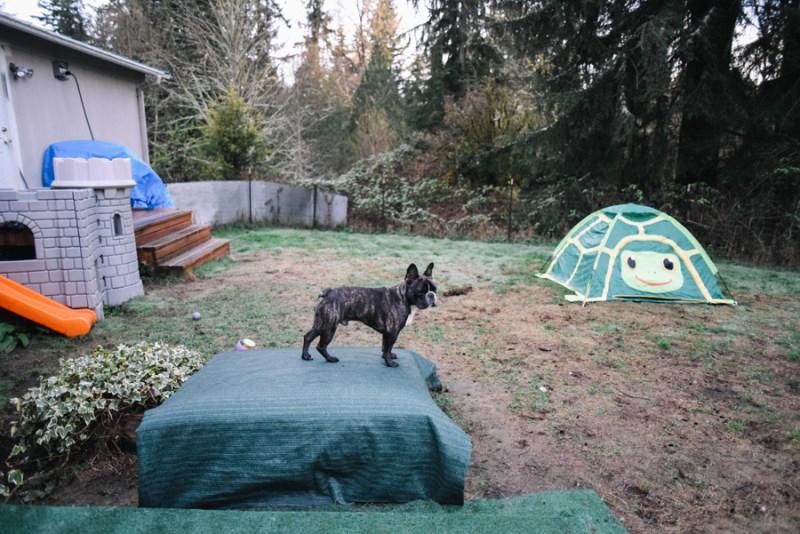 Faces of Duvall A Day in the Life of Doggies Heaven