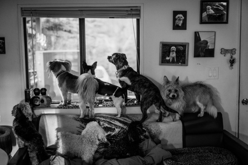 Faces of Duvall A Day in the Life of Doggies Heaven