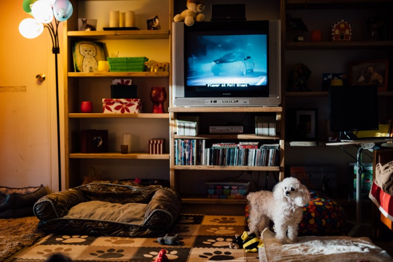 Faces of Duvall A Day in the Life of Doggies Heaven