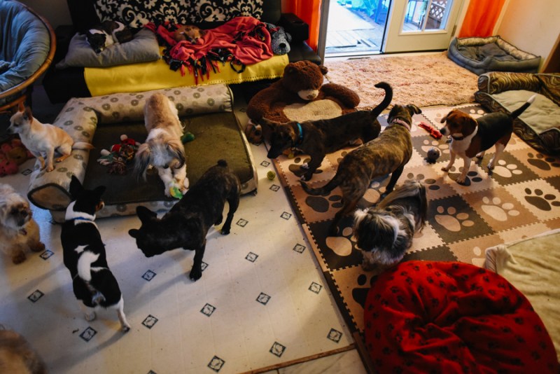 Faces of Duvall Doggies Heaven dog sitter