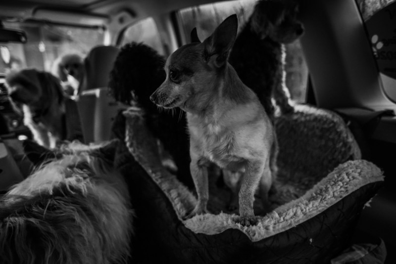 Faces of Duvall A Day in the Life of Doggies Heaven