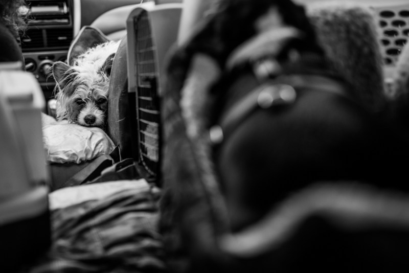 Faces of Duvall A Day in the Life of Doggies Heaven