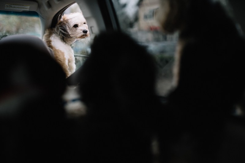 Faces of Duvall A Day in the Life of Doggies Heaven