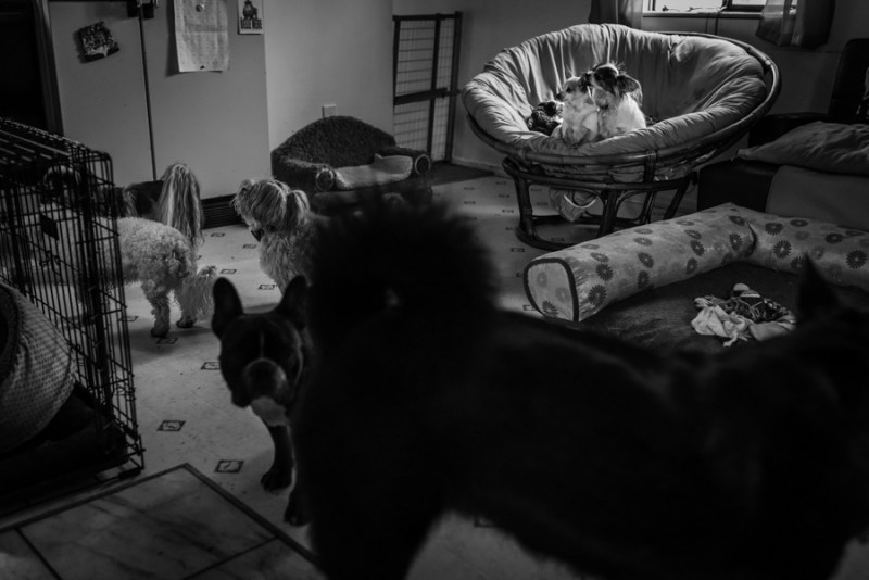 Faces of Duvall Day in the Life with Doggies Heaven